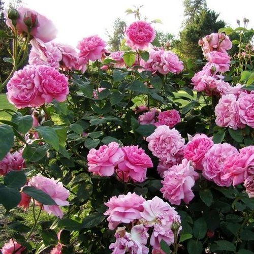 Rózsaszín - Tömvetelt nosztalgia - angolrózsa virágú- magastörzsű rózsafa- bokros koronaforma